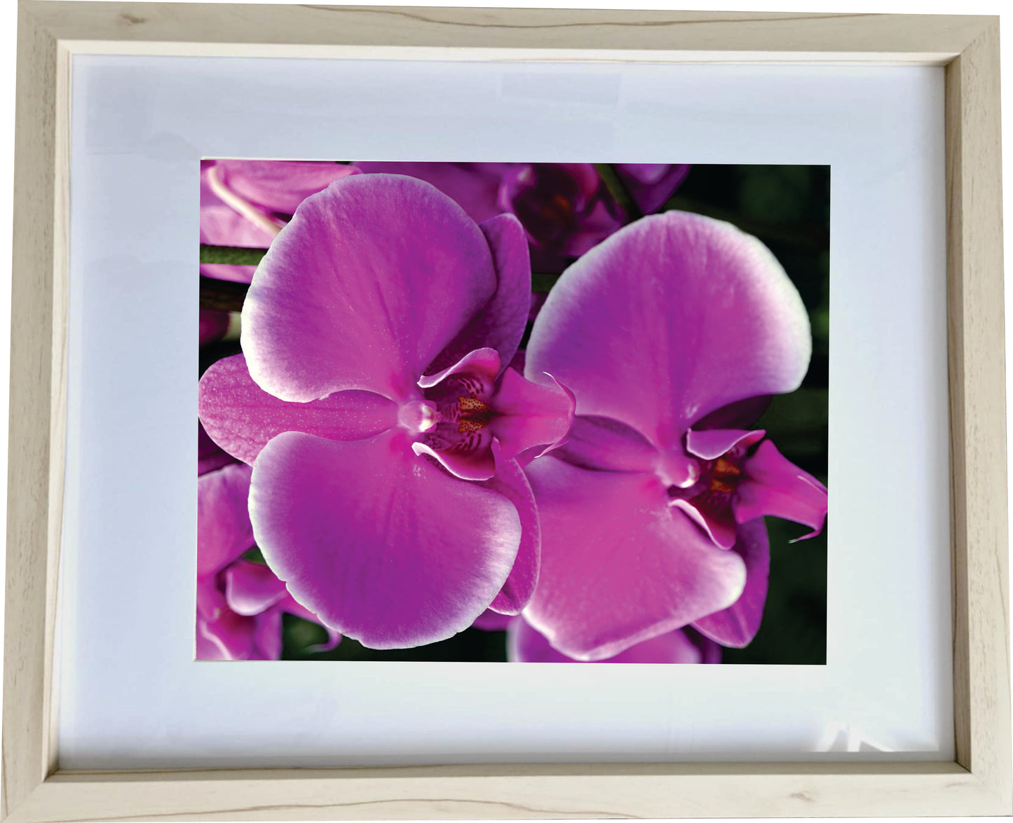 3er Set Wandbilder- Orchidee
