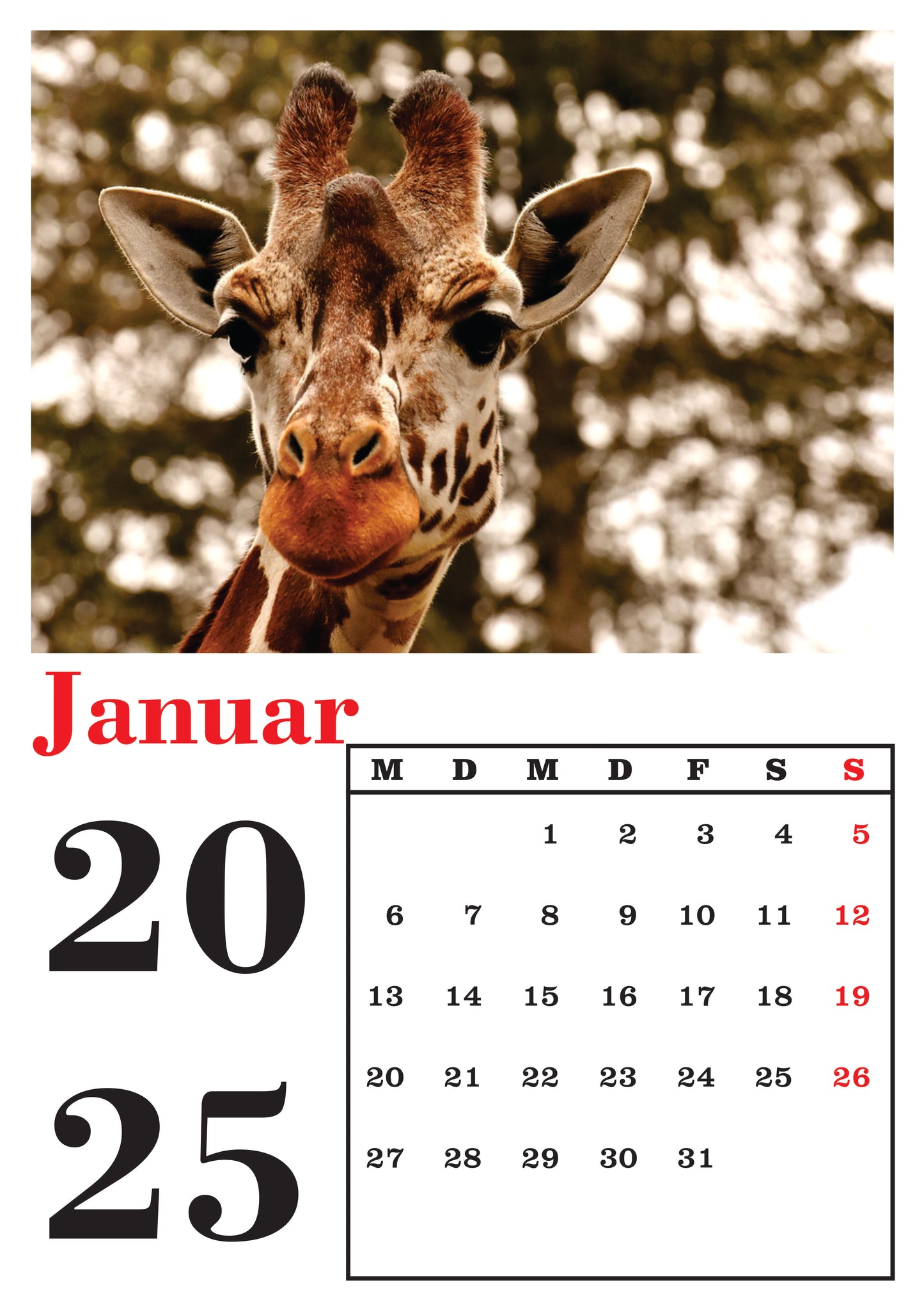 Tiere Wandkalender 2025