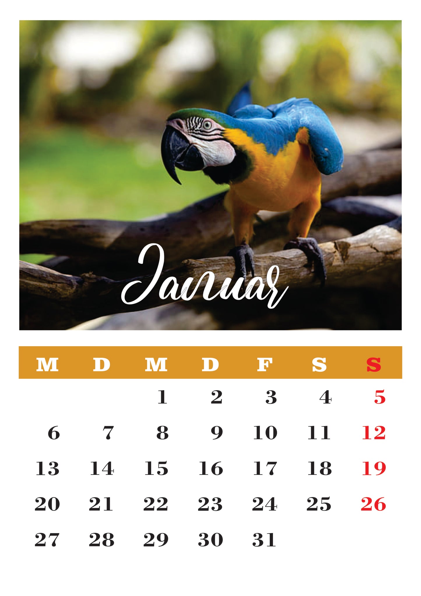 Vögel Wandkalender