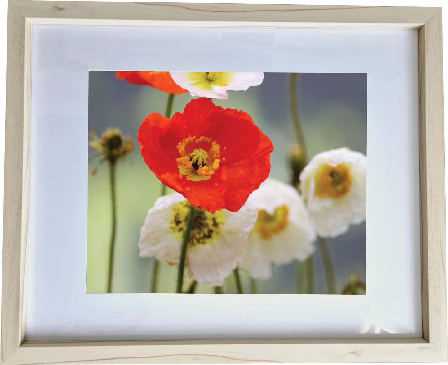3er Set Wandbilder- Mohnblumen