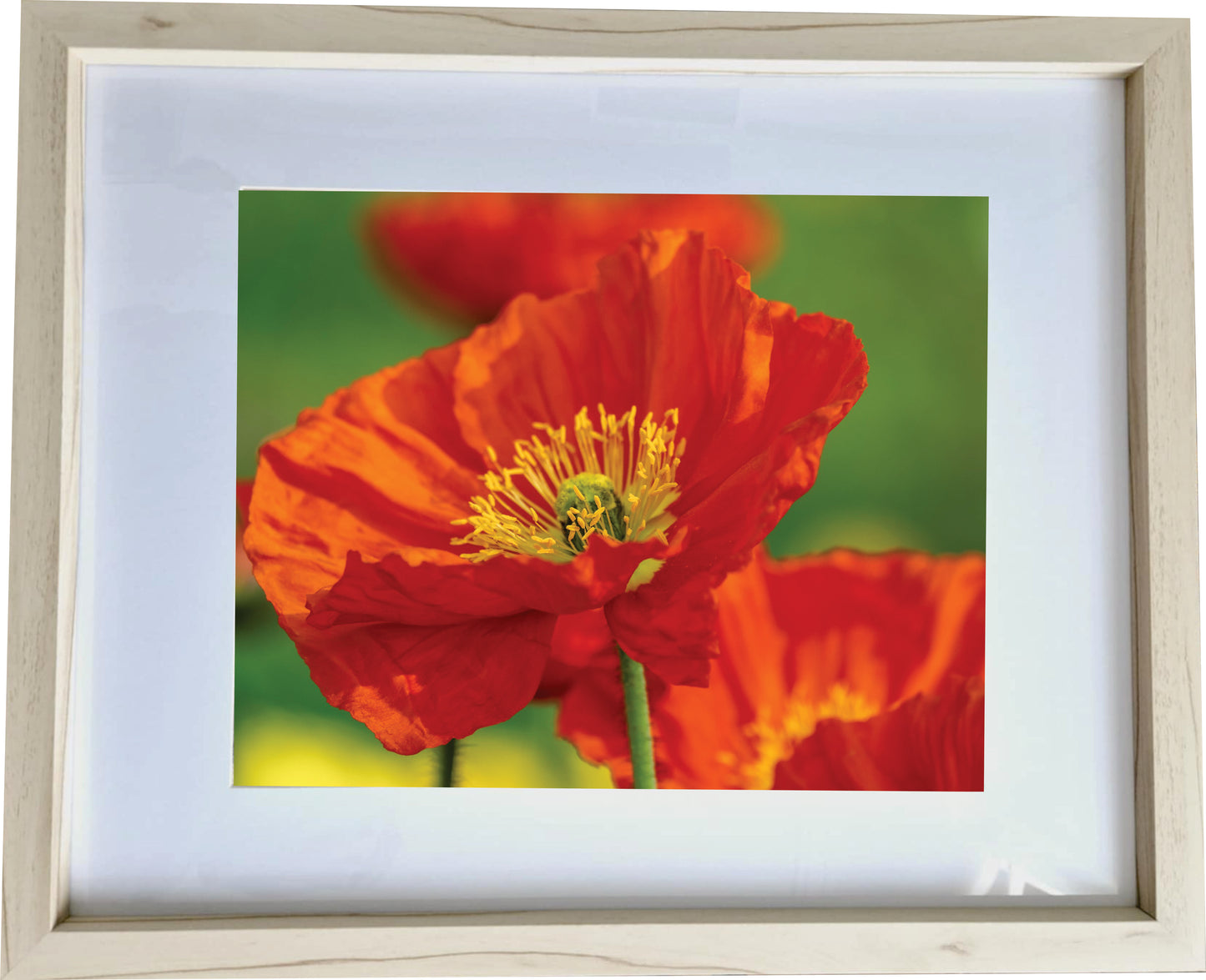 3er Set Wandbilder- Mohnblumen