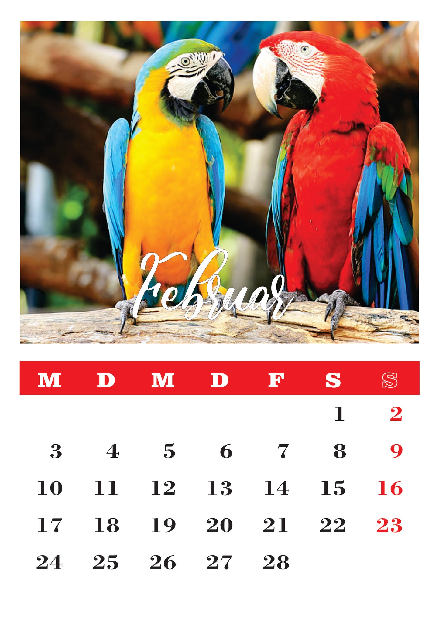 Vögel Wandkalender