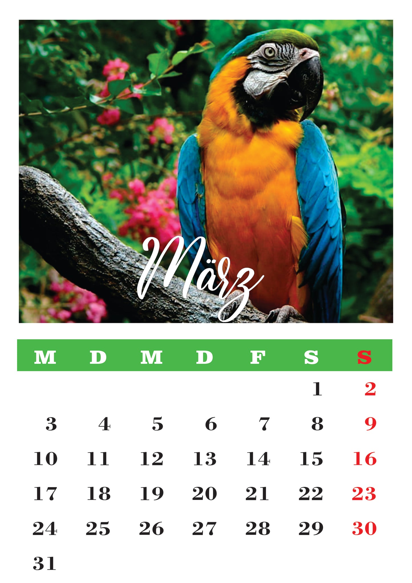 Vögel Wandkalender