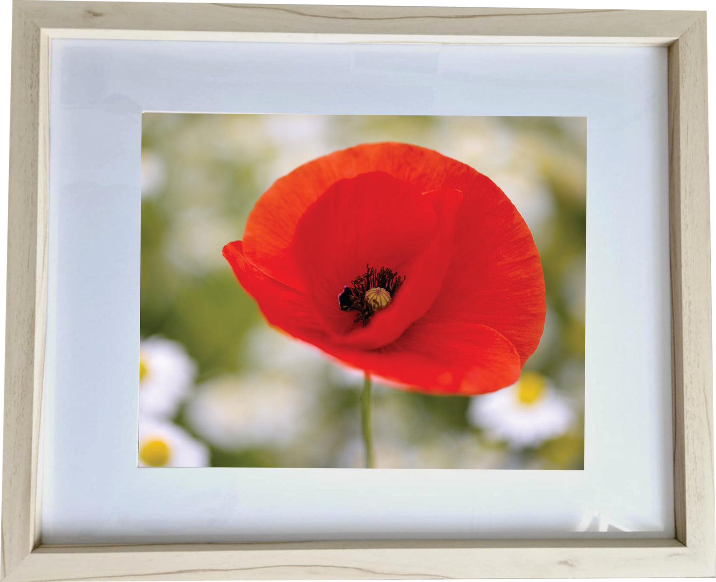 3er Set Wandbilder- Mohnblumen