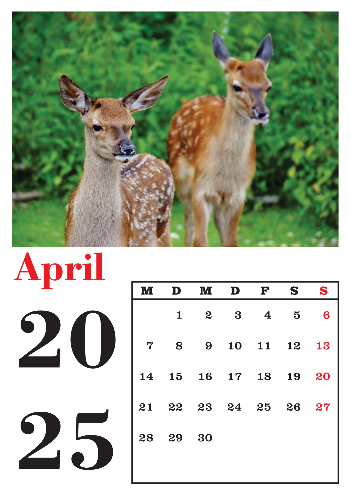 Tiere Wandkalender 2025