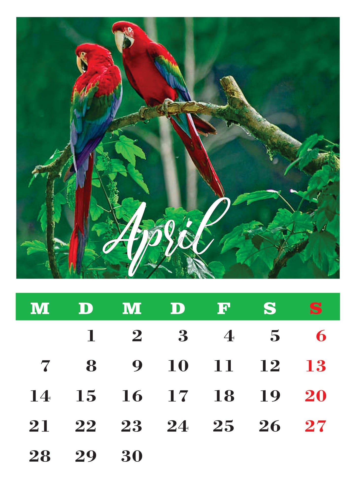 Vögel Wandkalender
