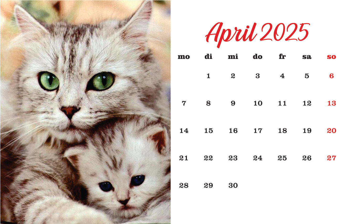 Katzenkalender Tischkalender 2025