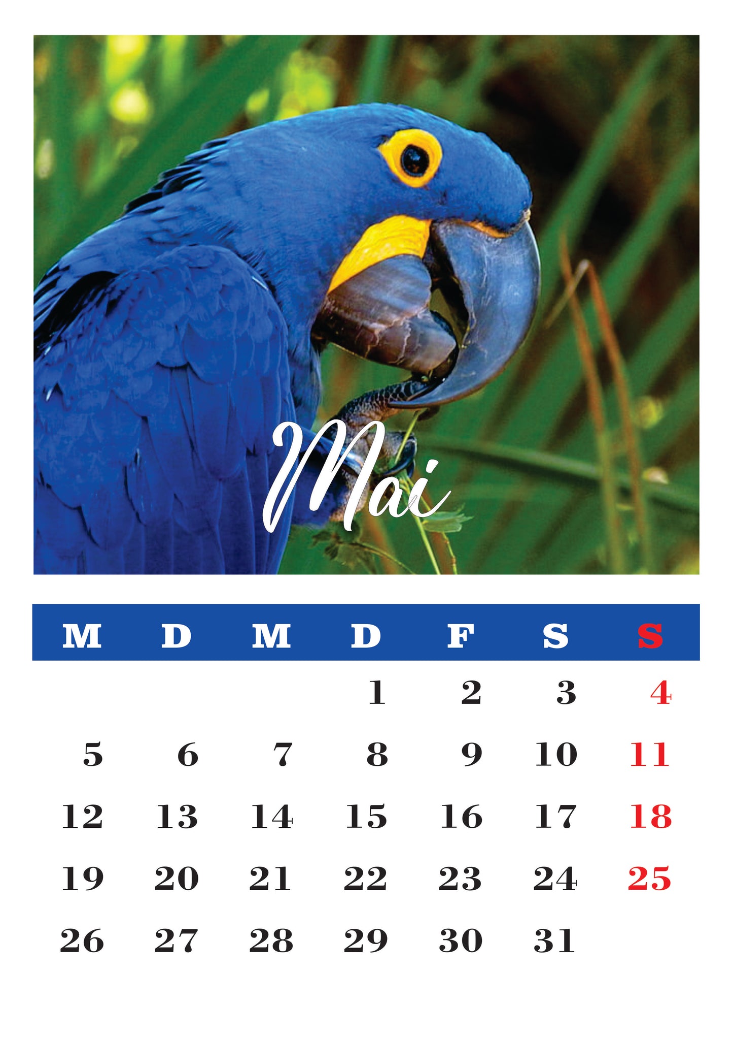 Vögel Wandkalender
