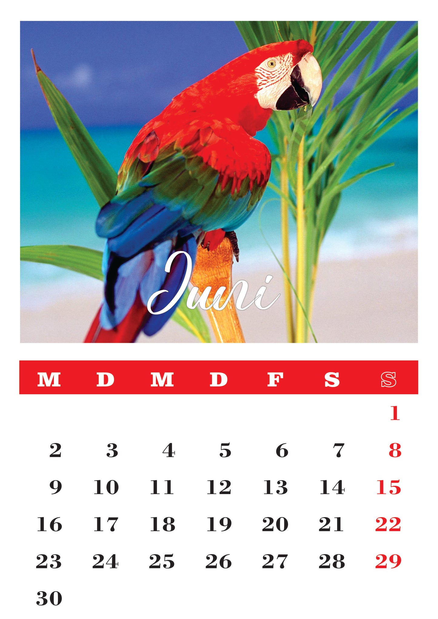Vögel Wandkalender
