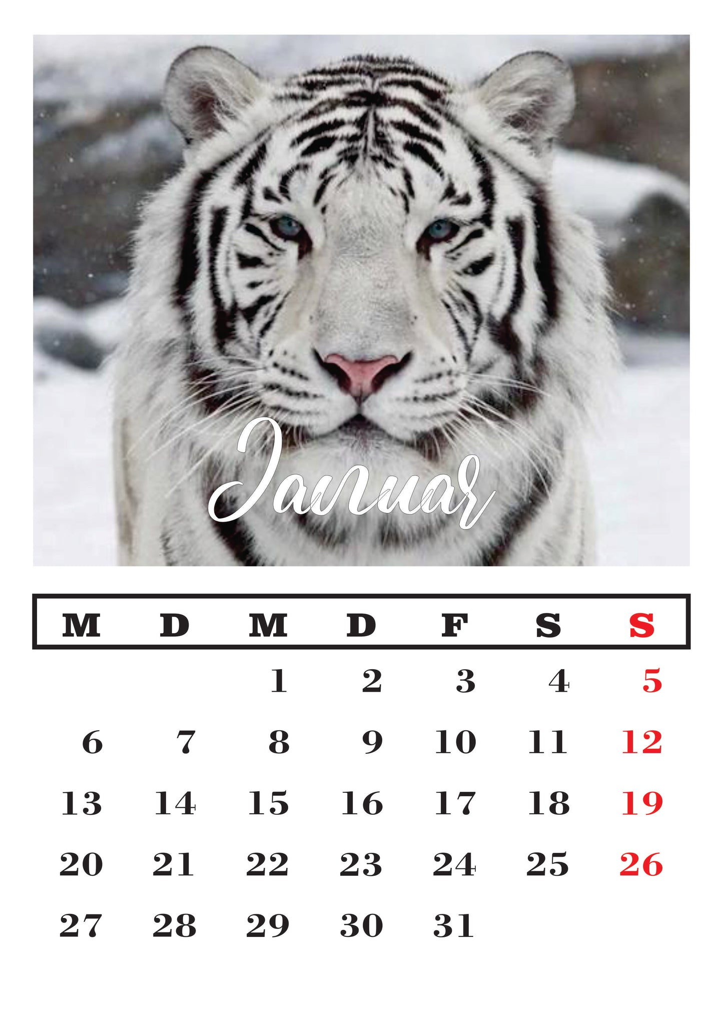 Weißer Tiger Wandkalender