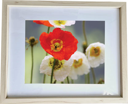 3er Set Wandbilder- Mohnblumen
