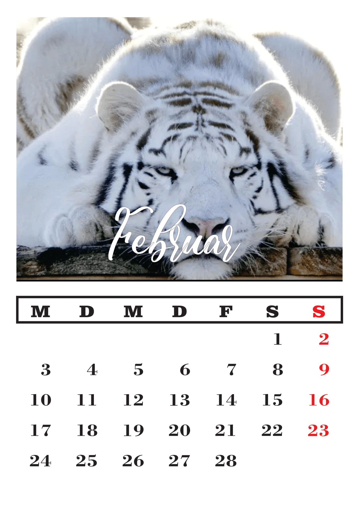 Weißer Tiger Wandkalender