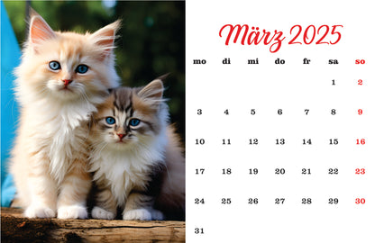 Katzenkalender Tischkalender 2025