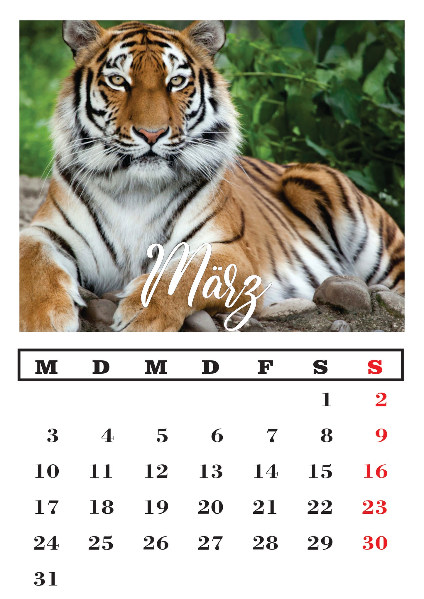 Tiger Wandkalender 2025