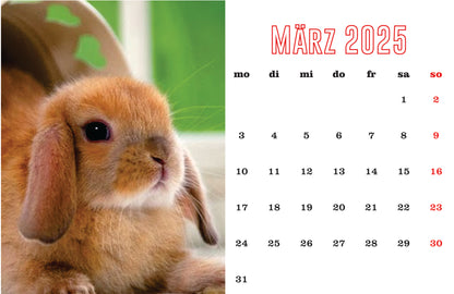 Kaninchen Tischkalender