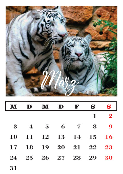 Weißer Tiger Wandkalender