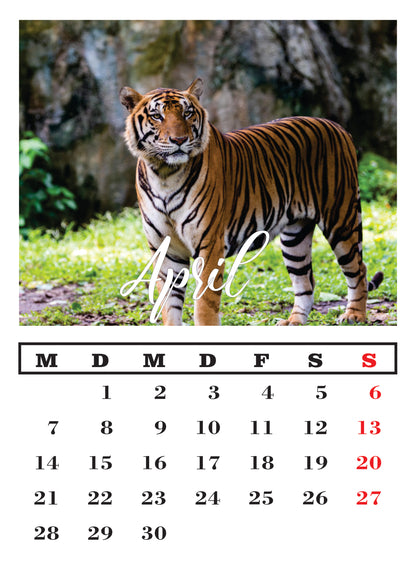 Tiger Wandkalender 2025