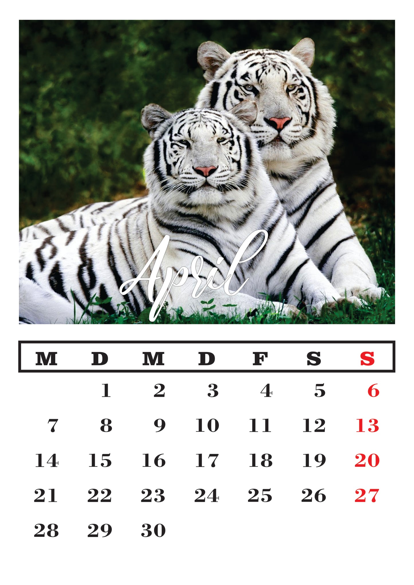 Weißer Tiger Wandkalender