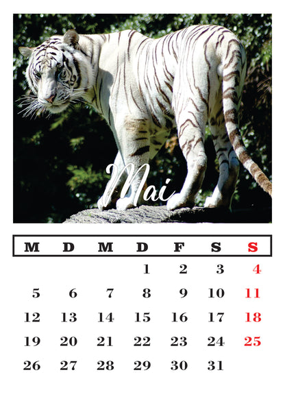 Weißer Tiger Wandkalender