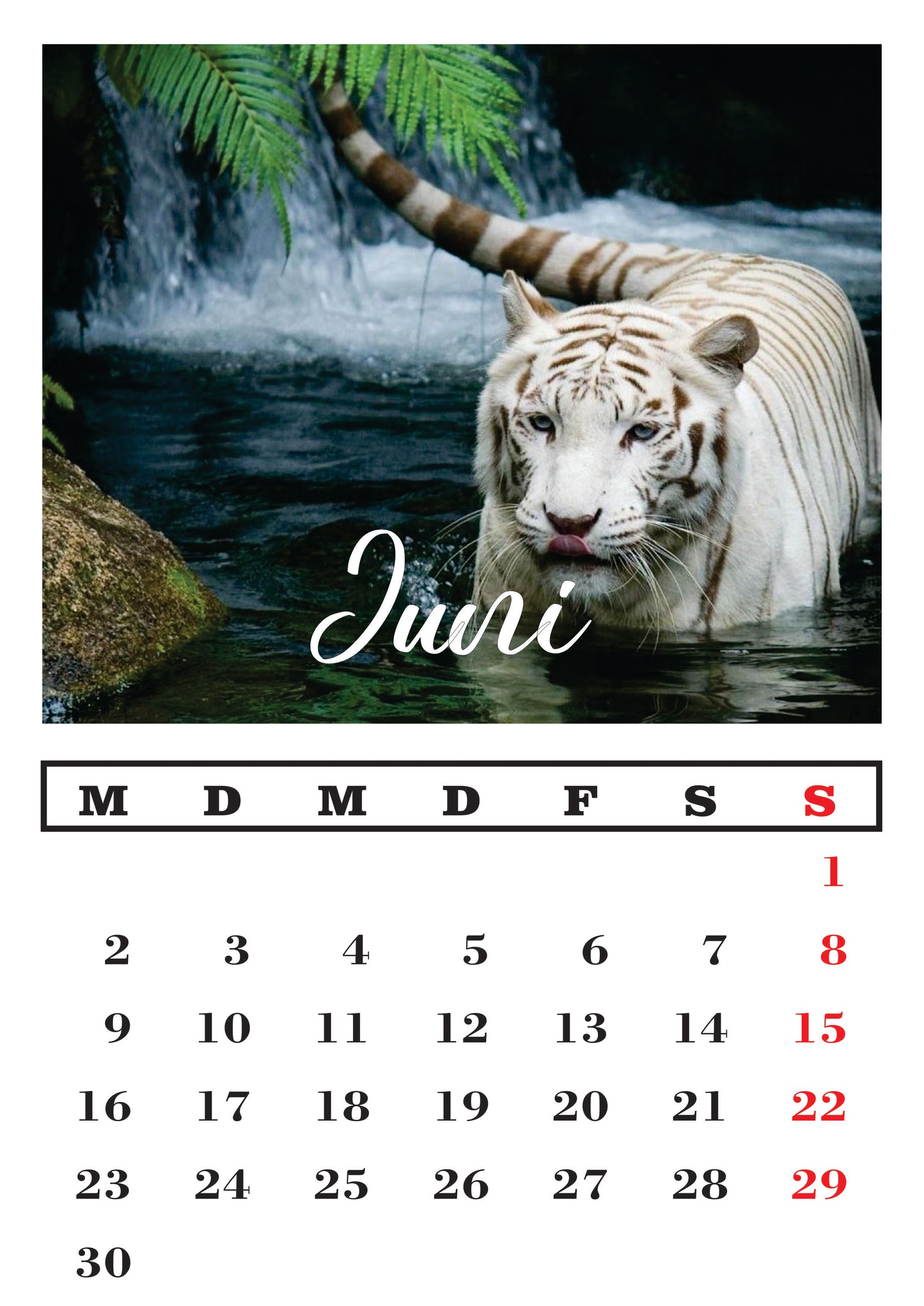 Weißer Tiger Wandkalender