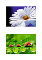 Personalisierte Fotomagnete Set aus 2stk - 15x 10 cm