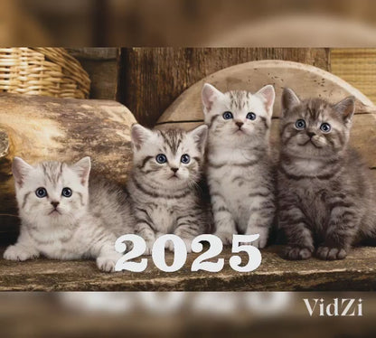 Katzenkalender Tischkalender 2025